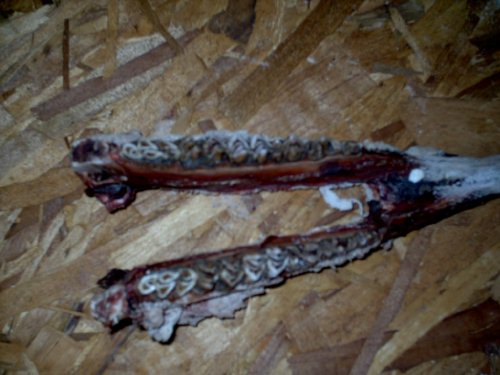 whitetail deer jaw